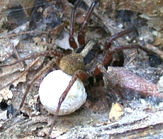 A female wolf spider in the Schizocosa genus with an egg sac