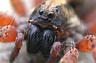 Wolf Spider