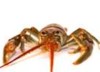 Bottlebrush Crayfish
