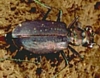 Tiger Beetle, Cicindella sp.