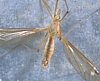 Crane Fly, Tipula sp.