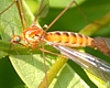 Crane Fly, Nephrotoma sp.