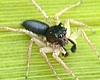 Male Dimorphic Jumping Spider