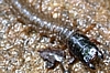 Fishfly Larva