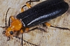 Fire-Colored Beetle