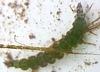 Free-living Caddisfly Larva