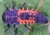 Asian Lady Beetle Larva
