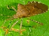Horned Squash Bug