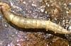 Horse Fly Larva