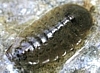 Aquatic Isopod
