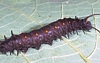 Pipevine Swallowtail Caterpillar