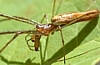 Common Long-Jawed Orb Weaver