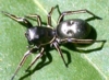 Ant-Mimic Jumping Spider