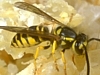 Paper Wasps, Hornets, Yellowjackets