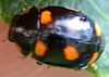 Yellow-Spotted Lady Beetle