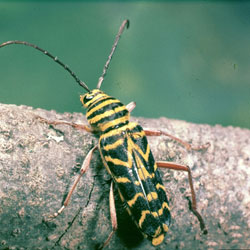Loghorned beetle adult