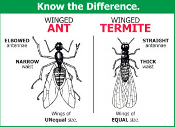 Ant vs. termite comparison