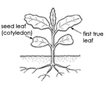 broadleaf seedling