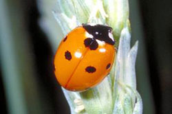 Seven-spotted lady beetle