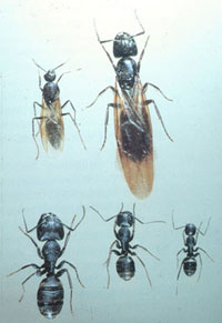 Carpenter ant castes