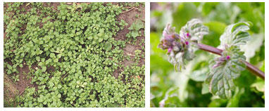 Chickeweed and henbit