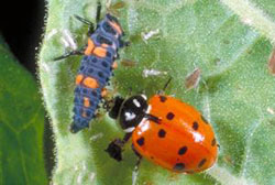 Convergent lady beetle and larva