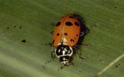 Convergent lady beetle adult