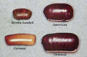Cockroach egg cases