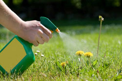 Controlling a broadleaf in grass