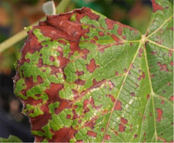 Diquat damage on grape foliage