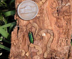 Emerald ash borer adult and tunnel