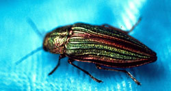 Flatheaded (Metallic) wood borer