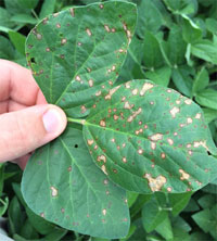 Frog eye leaf spot in soybean