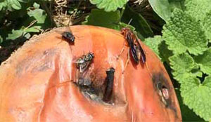 Wasps and flies on bruised fruit