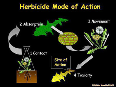 Herbicide mode of action
