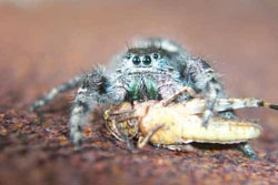 Jumping spider with grasshopper prey