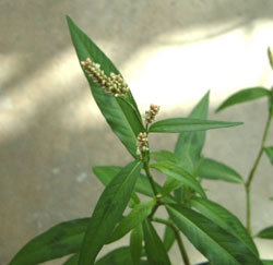 Common knotweed