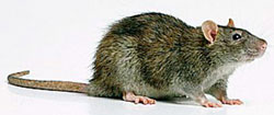 Norway rat