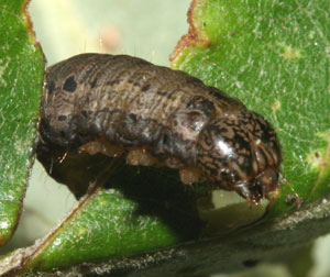 Common oak moth caterpillar