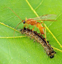 Parisitoid wasp with caterpillar