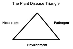 Plant disease triangle