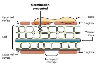 Protectant fungicide mode of action