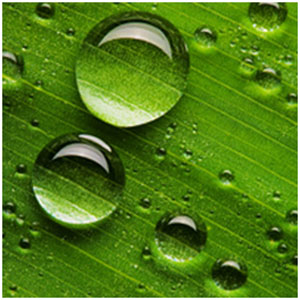 Raindrops on leaf surface