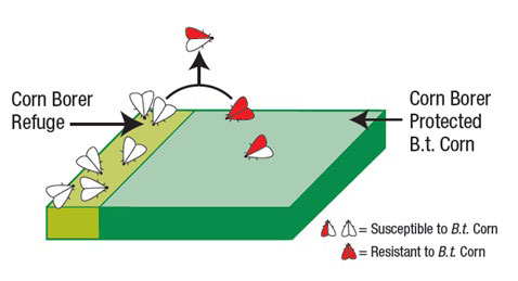 How a Bt refuge works