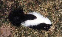 Skunk