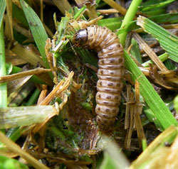 sod webworm larva