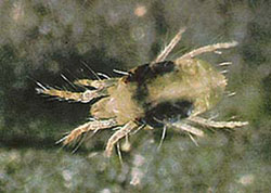 spider mite female