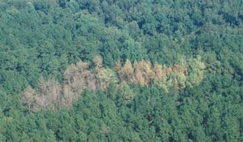 Southern pine bark beetle damage