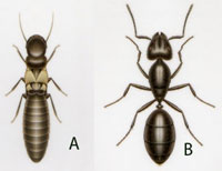 Termite vs ant question
