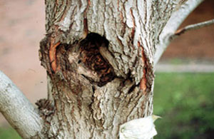 canker on tree trunk